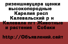 ризеншнауцера щенки высокопородные  - Карелия респ., Калевальский р-н, Калевала пгт Животные и растения » Собаки   